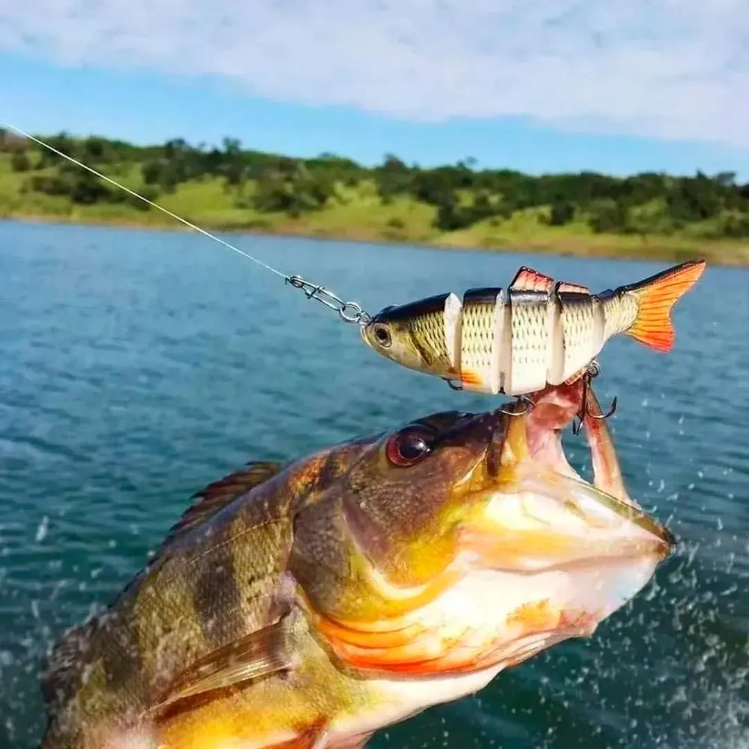 Melhor Isca para Pescar Pirarara em Pesqueiros