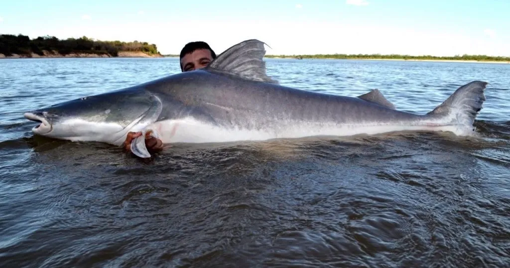 peixe piraíba gigante