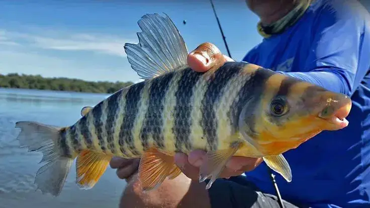 melhor época para pescar no Pantanal