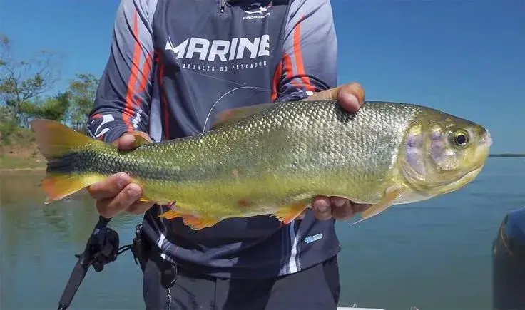 melhor época para pescar no Pantanal