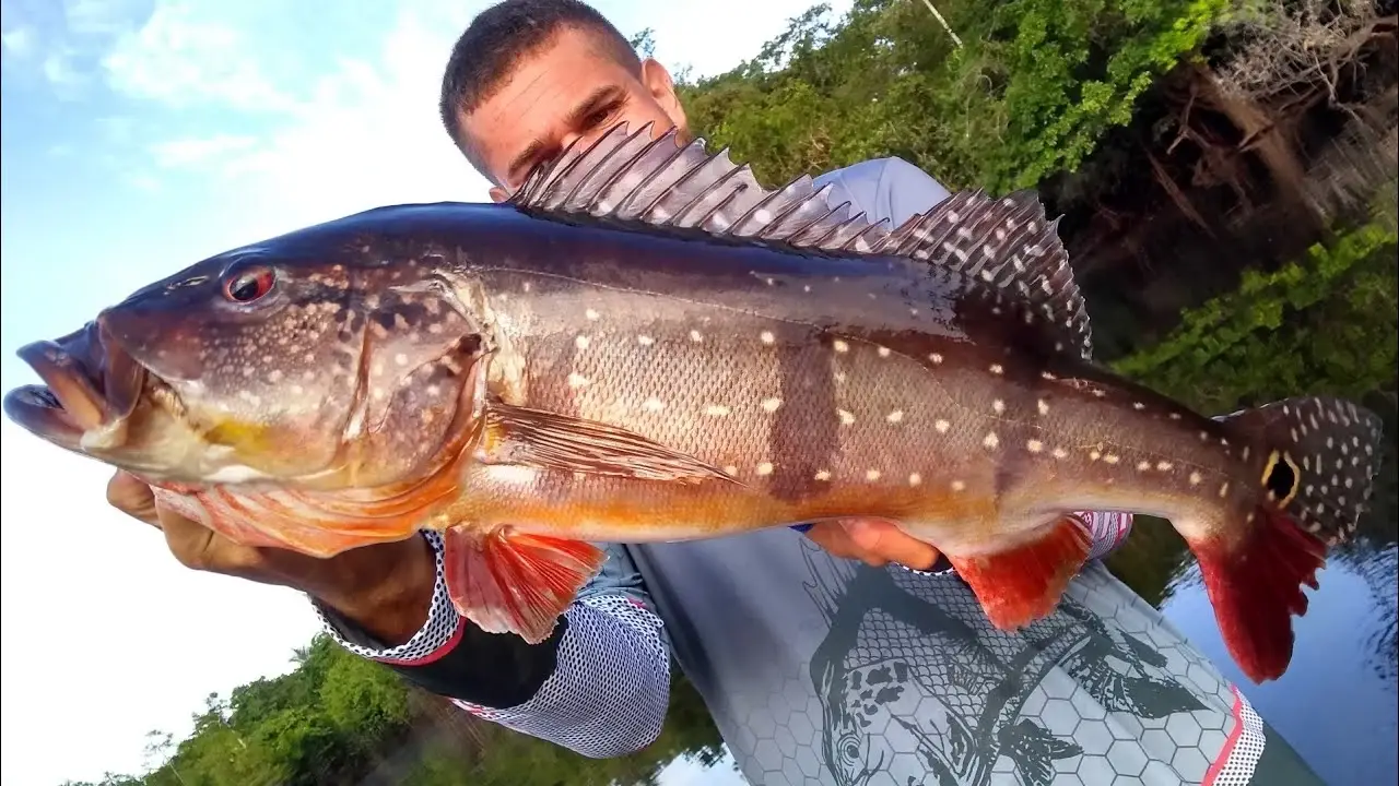 melhores lugares de pesca na Amazônia tucunare paca